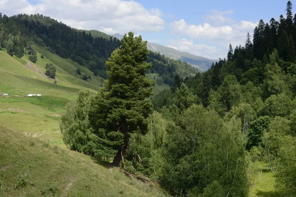 Yaz dağı manzarası. Alp manzarası, ön planda eğri dallı bir köknar ağacı..