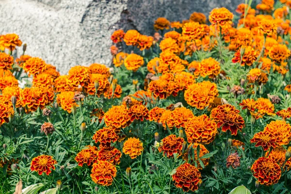 Güzel turuncu-kırmızı marigolds bir çiçek yatakta bir yaz gününde
