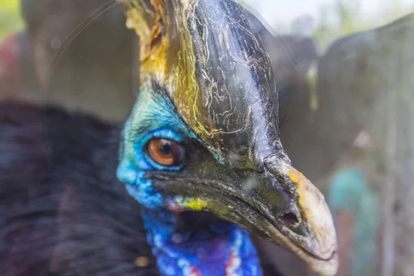 Portrét Ptáka Cassowary — Stock fotografie