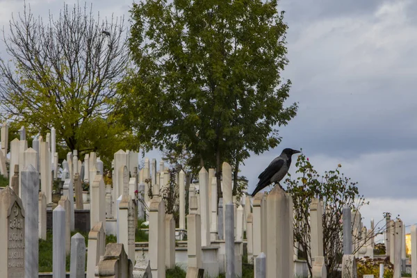 Vrána Muslimském Hřbitově Sarajevo Bosna Hercegovina — Stock fotografie