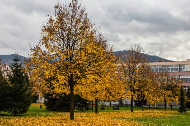 Saraybosna sonbahar parkta. Bosna Hersek