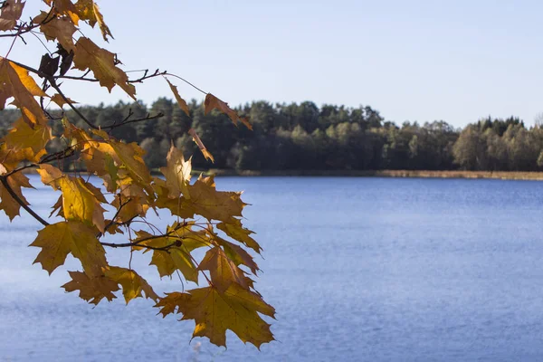 Daun Maple Kuning Latar Belakang Danau — Stok Foto