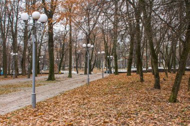 Vinnitsa'daki sonbahar parkındaki yol. Ukrayna