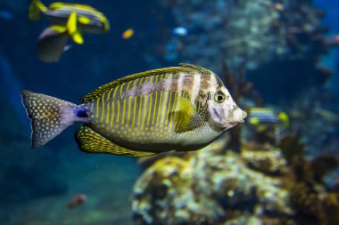 Bir akvaryumda renkli tropikal balık