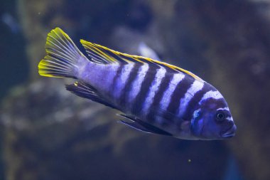 Bir akvaryumda renkli tropikal balık