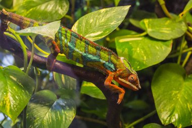 Bukalemun yeşil yaprakta saklanıyor