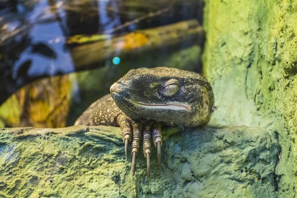 Wroclaw Hayvanat Bahçesi Teraryumu'ndaki Varanus. Polonya