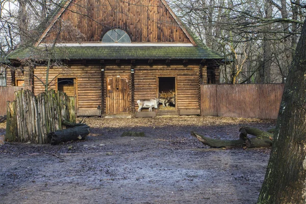 Reindeer Wroclaw Zoo Polska — Zdjęcie stockowe