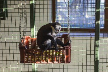Wroclaw Hayvanat Bahçesi'nde kafeste küçük bir maymun. Polonya