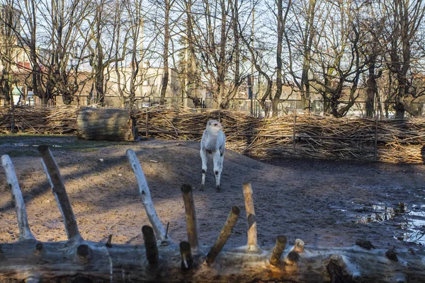 Kleines Kamel Breslauer Zoo Polen — Stockfoto