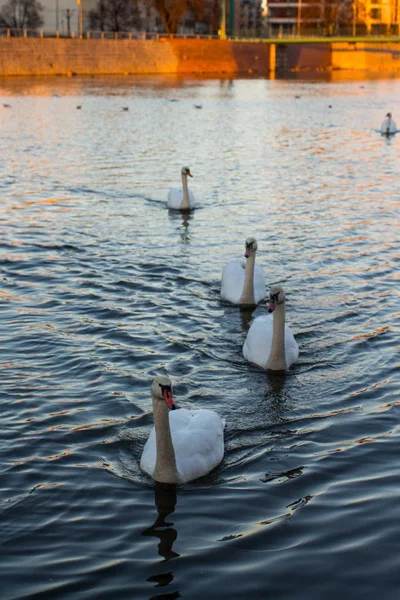 Swans Floating River Sunset — Stock Photo, Image