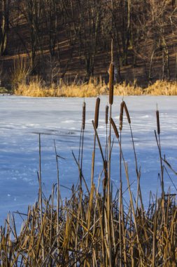 Kışın gölde bulrush ya da reedspace