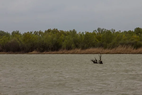 Orilla Del Río Reserva Biosfera Del Danubio Cerca Ciudad Vylkove — Foto de Stock