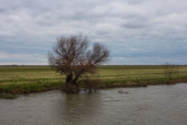 Vylkove kasabası yakınlarındaki Tuna Biyosfer rezervindeki nehir kıyısında. Ukrayna