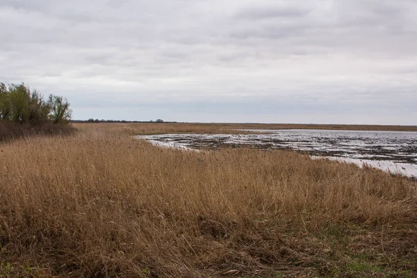 ヴィルコフの町の近くにあるドナウ生物圏保護区の川岸 ウクライナ — ストック写真