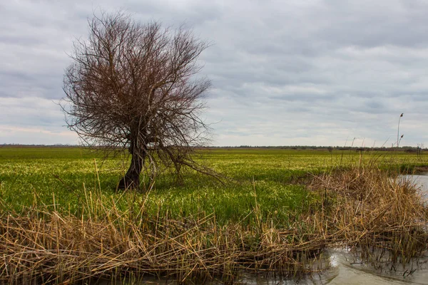 Orilla Del Río Reserva Biosfera Del Danubio Cerca Ciudad Vylkove — Foto de Stock