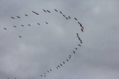 Tuna Biyosfer Rezervi üzerinde gökyüzünde bir pelikan sürüsü. Ukrayna