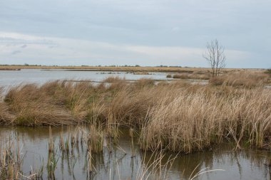 Vylkove kasabası yakınlarındaki Tuna Biyosfer Rezervi 'ndeki Ermak Adası' nda bataklık. Ukrayna