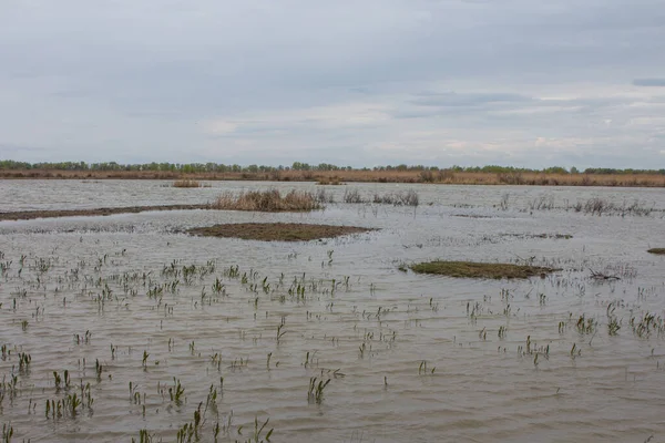 Pantano Isla Ermak Reserva Biosfera Del Danubio Cerca Ciudad Vylkove — Foto de Stock