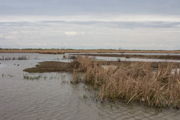 ヴィルコフの町の近くにあるドナウ生物圏保護区のエルマク島に湿地 ウクライナ — ストック写真