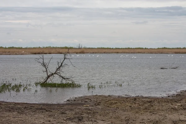 Pantano Isla Ermak Reserva Biosfera Del Danubio Cerca Ciudad Vylkove — Foto de Stock