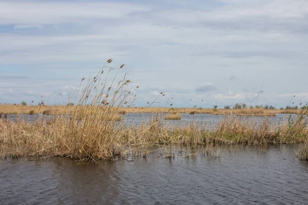 Pantano Isla Ermak Reserva Biosfera Del Danubio Cerca Ciudad Vylkove — Foto de Stock