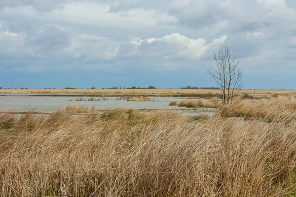Vylkove kasabası yakınlarındaki Tuna Biyosfer Rezervi 'ndeki Ermak Adası' nda bataklık. Ukrayna
