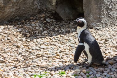Budapeşte Hayvanat Bahçesindeki Penguenler. Macaristan