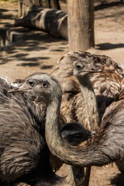 Budapeşte Hayvanat Bahçesi 'ndeki Emu. Macaristan
