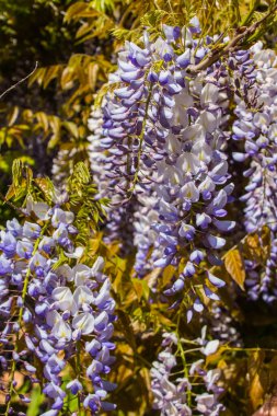 Güneşli bir günde yeşil yapraklardan oluşan bir arka planda salkımlar