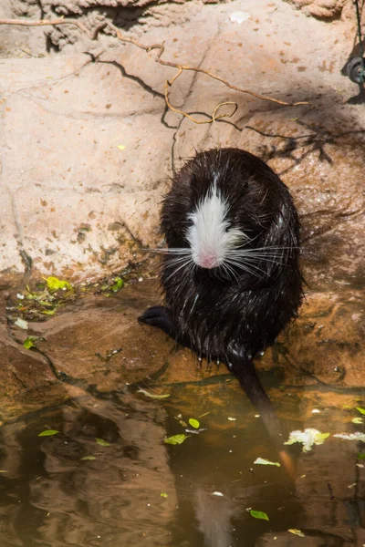 Black and white muskrat in the Budapest Zoo. Hungary