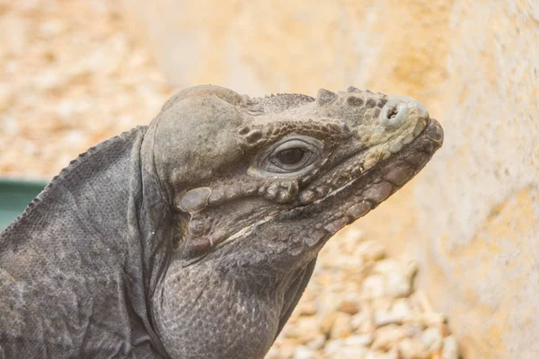 Big lizard in Budapest Zoo. Hungary