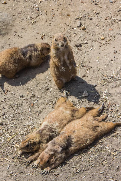Prairie dogs at the Budapest Zoo. Hungary