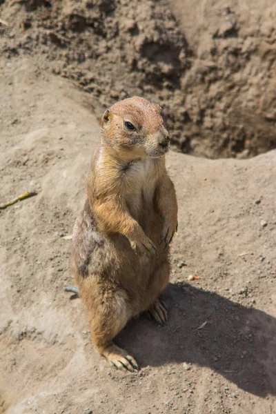 Prairie dogs at the Budapest Zoo. Hungary