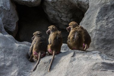 Bir kayanın üzerinde oturan bir grup babun.
