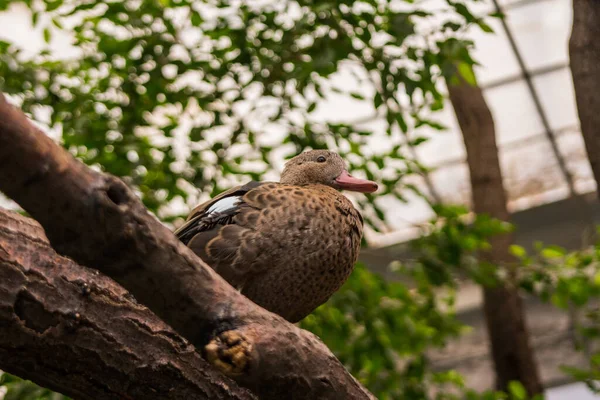 在动物园的亭子里 一只鸭子坐在一棵树上 — 图库照片
