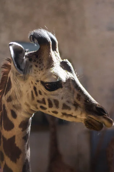 Girafa Bebê Zoológico Sol — Fotografia de Stock