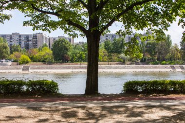 Budapeşte 'de Margaret Adası' ndaki rıhtımdaki ağaç. Macaristan