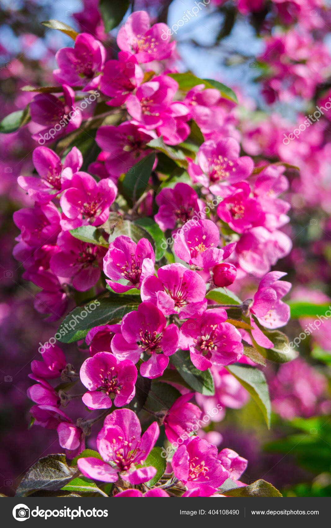 春にリンゴの木にピンクの花 ストック写真 C Falkoner