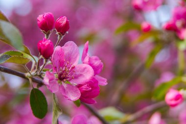 İlkbaharda bir elma ağacında pembe çiçekler 