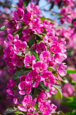 İlkbaharda bir elma ağacında pembe çiçekler 