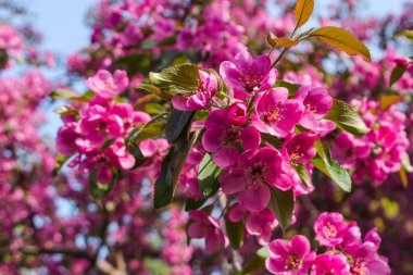 İlkbaharda bir elma ağacında pembe çiçekler 