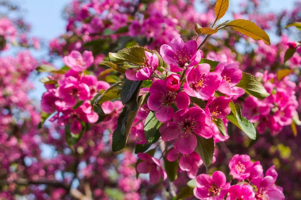 İlkbaharda bir elma ağacında pembe çiçekler 