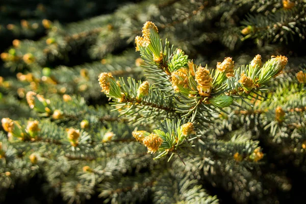 Grankvistar Blommar Våren Royaltyfria Stockbilder