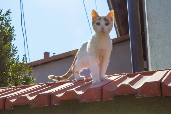 Çatıda oturan kırmızı kedi yavrusu