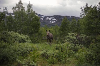 inek elk Norveç peyzaj, inek mus