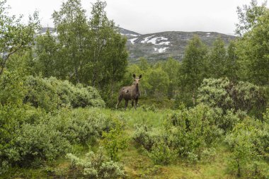 inek elk Norveç peyzaj, inek mus