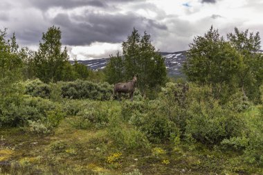 inek elk Norveç peyzaj, inek mus