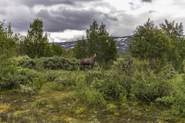 inek elk Norveç peyzaj, inek mus