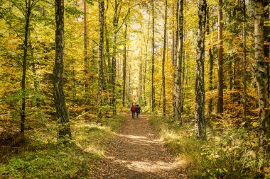 ağaçlar, orman içinde hiking insanlar renkli yapraklarda